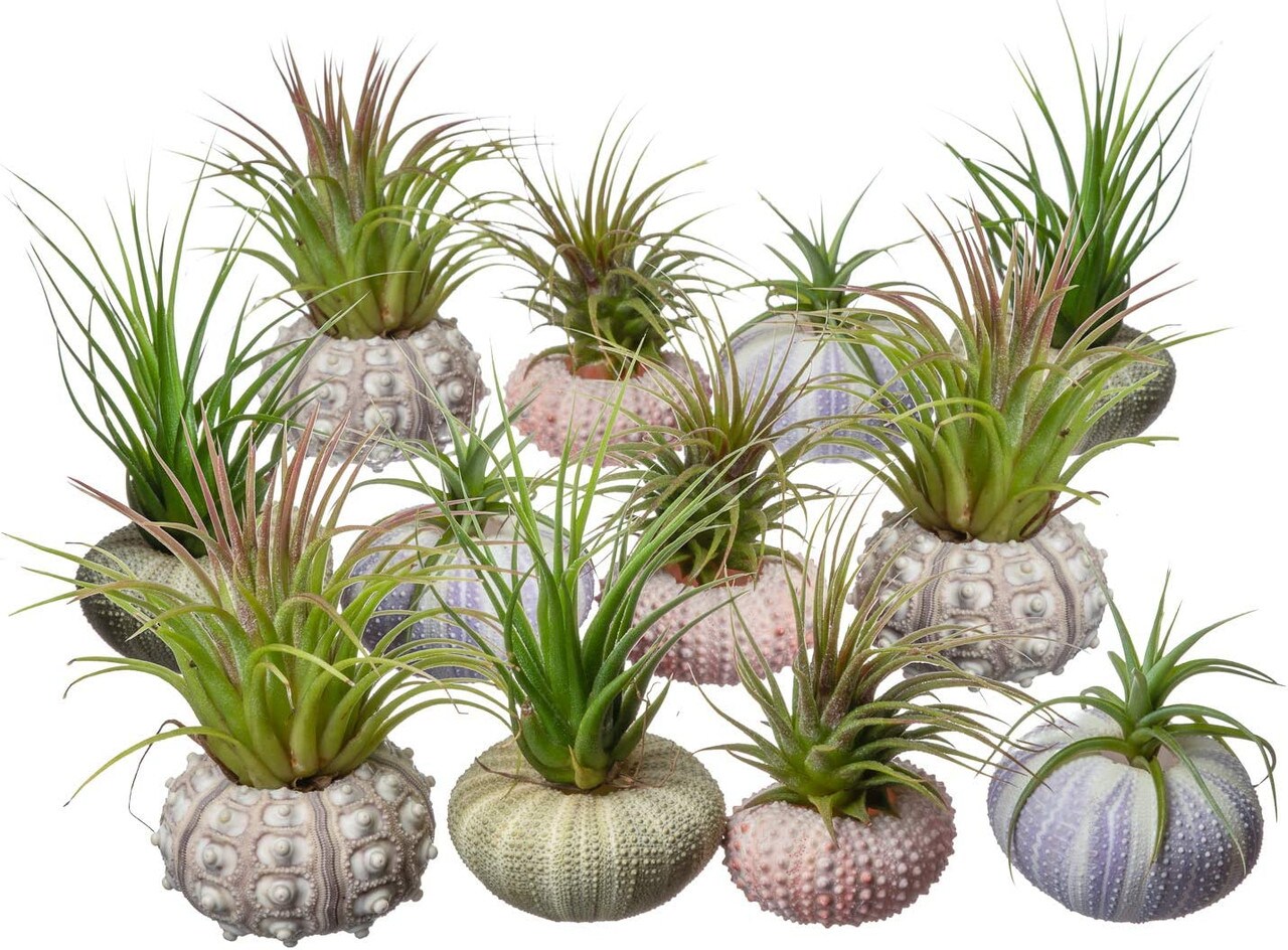 Sea Urchin and Airplant Assortment with 12 Sea Urchins and 12 Tillandsia Air Plants 1&#x22;-3&#x22;