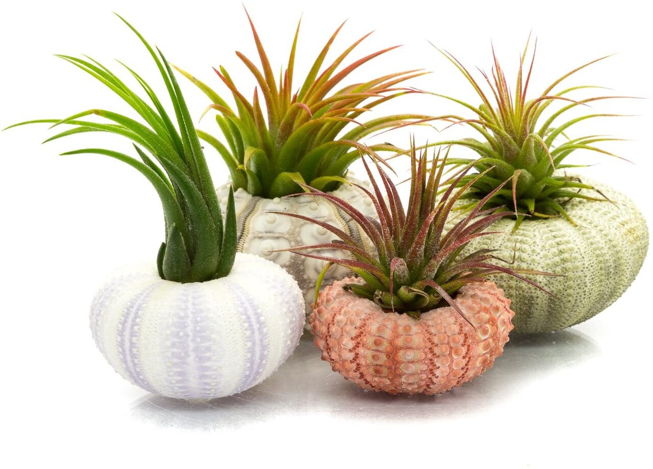 Sea Urchin and Airplant Assortment with 12 Sea Urchins and 12 Tillandsia Air Plants 1&#x22;-3&#x22;