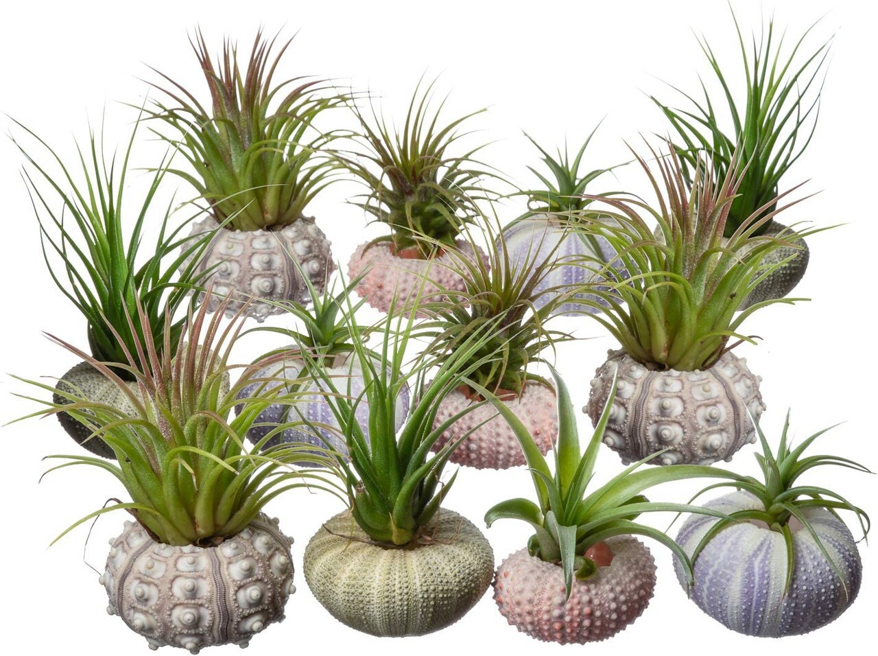 Sea Urchin and Airplant Assortment with 12 Sea Urchins and 12 Tillandsia Air Plants 1&#x22;-3&#x22;