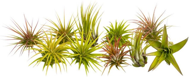 Air Plants 10 Pack Assortment of Tillandsia Air Plants 1&#x22;-3&#x22;