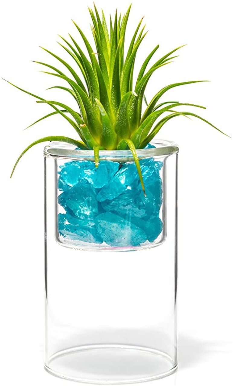 Tillandsia Air Plant with 4&#x22; Glass Votive Holder and Aqua Blue Sea Chips