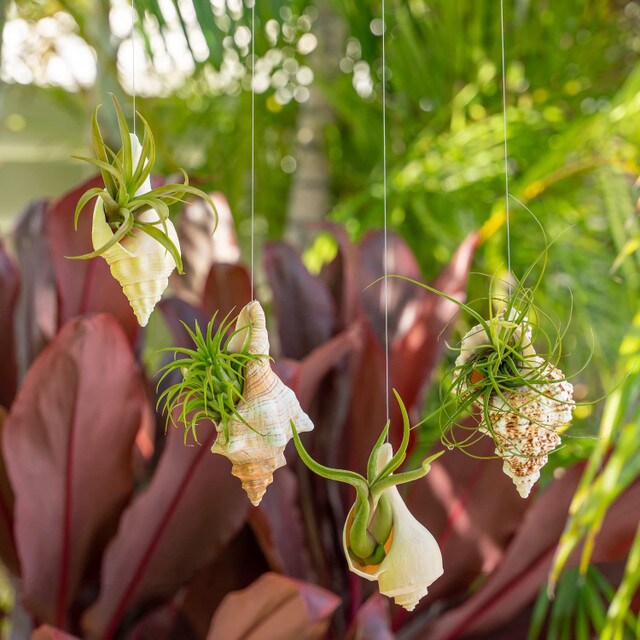 Hanging Air Plant Holders Whelk, Frog, Fox and Chank Sea Shell and Live Tillandsia Airplant Gift Set