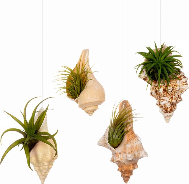 Hanging Air Plant Holders Whelk, Frog, Fox and Chank Sea Shell and Live Tillandsia Airplant Gift Set