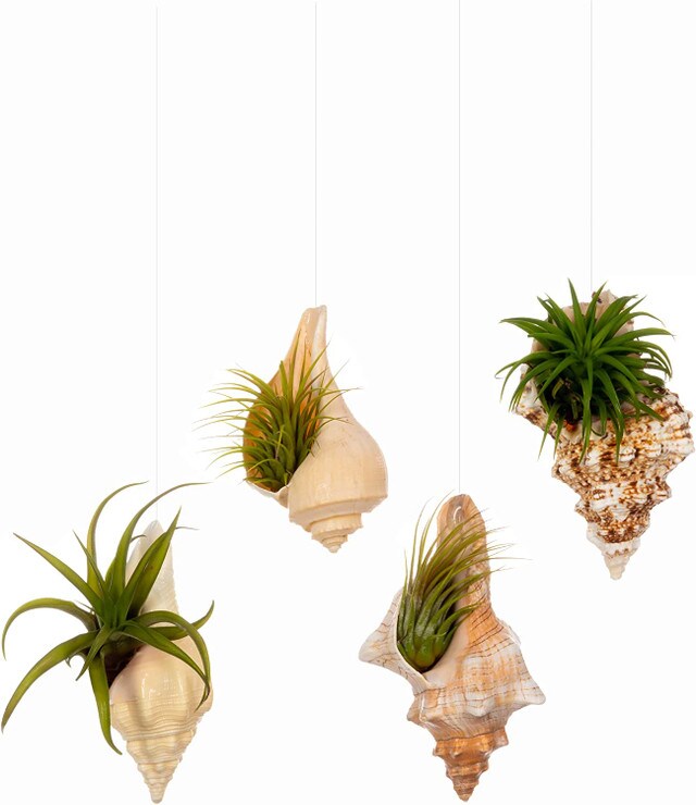 Hanging Air Plant Holders Whelk, Frog, Fox and Chank Sea Shell and Live Tillandsia Airplant Gift Set