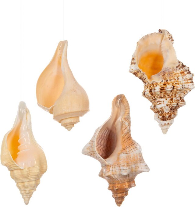 Hanging Air Plant Holders Whelk, Frog, Fox and Chank Sea Shell and Live Tillandsia Airplant Gift Set