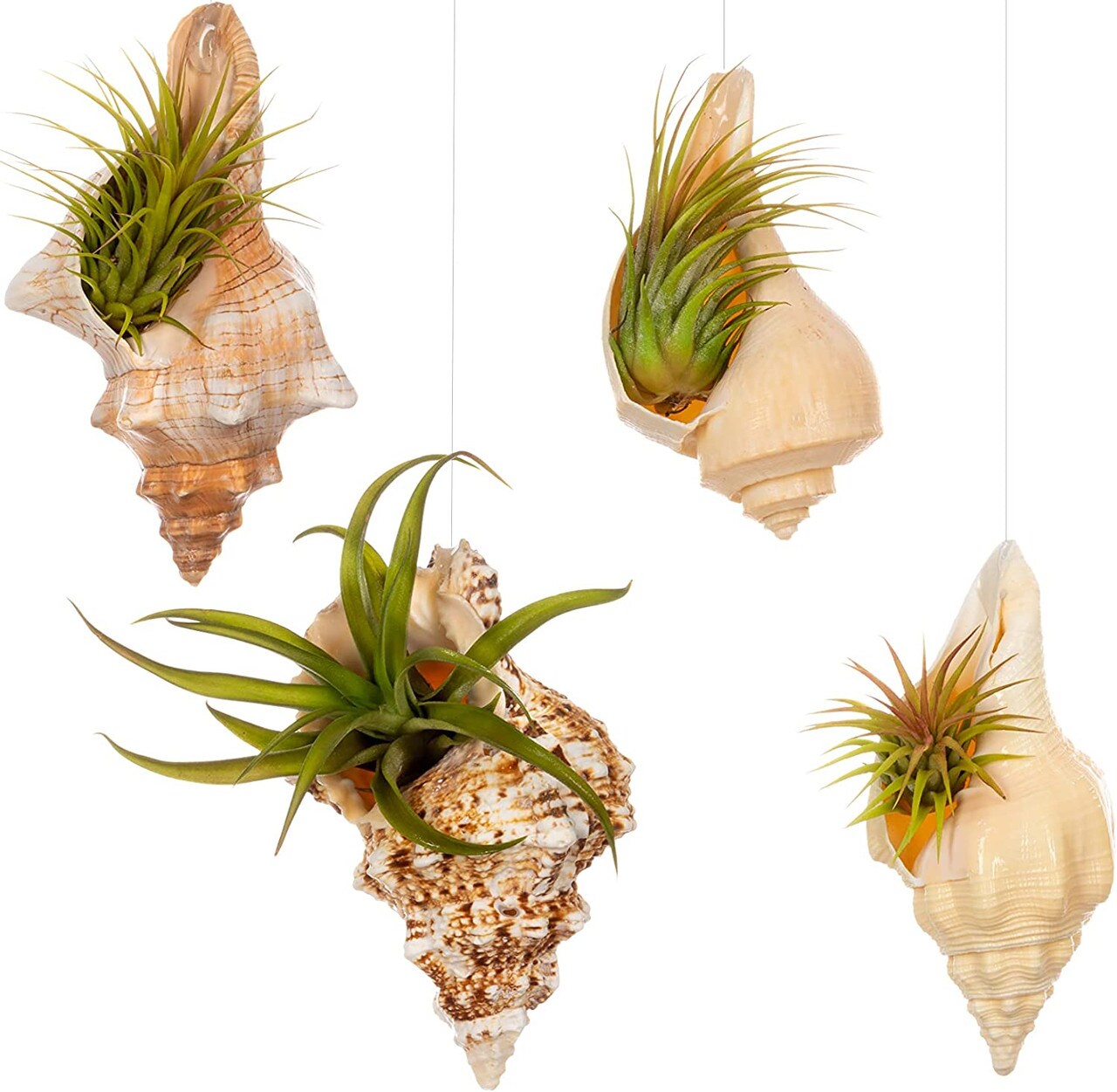 Hanging Air Plant Holders Whelk, Frog, Fox and Chank Sea Shell and Live Tillandsia Airplant Gift Set