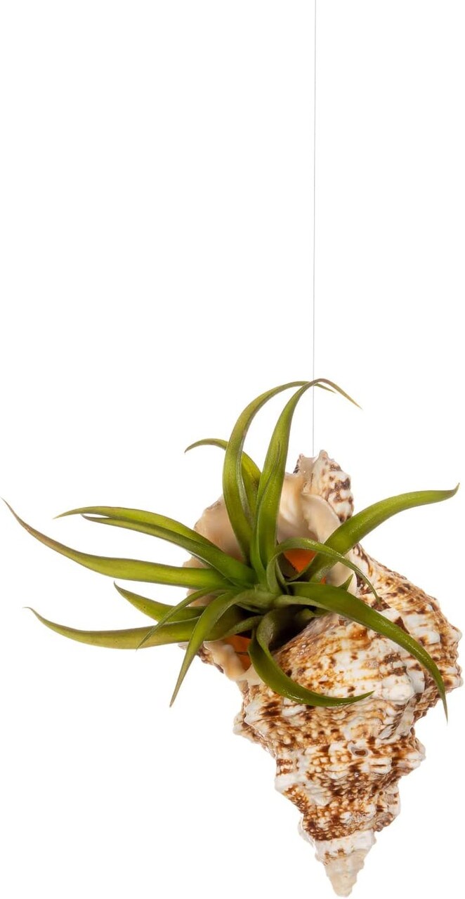 Hanging Air Plant Holder Frog Sea Shell and Live Tillandsia Airplant Gift Set