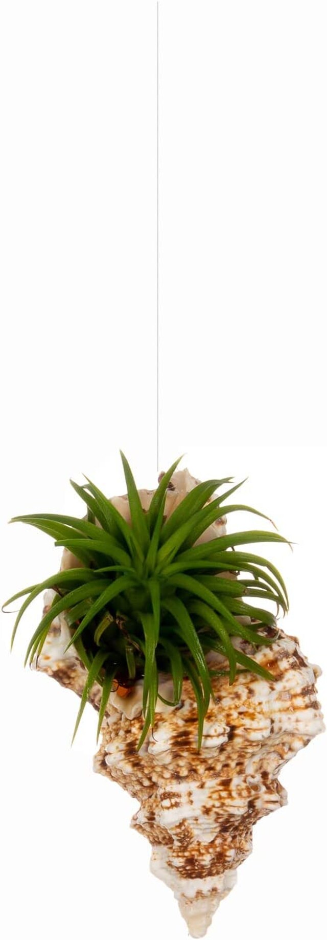 Hanging Air Plant Holder Frog Sea Shell and Live Tillandsia Airplant Gift Set