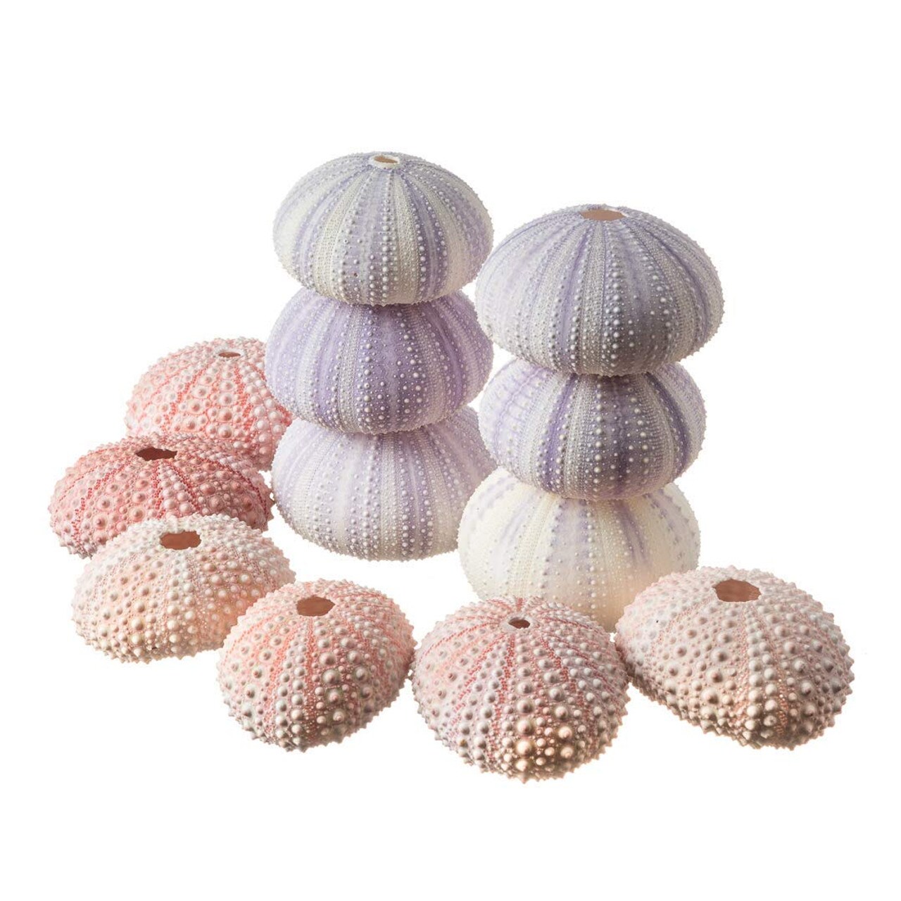 Juvale Tiny Craft Spiral Seashells for DIY Crafts, Home Decor (0.4-1  Inches, 180 Grams)