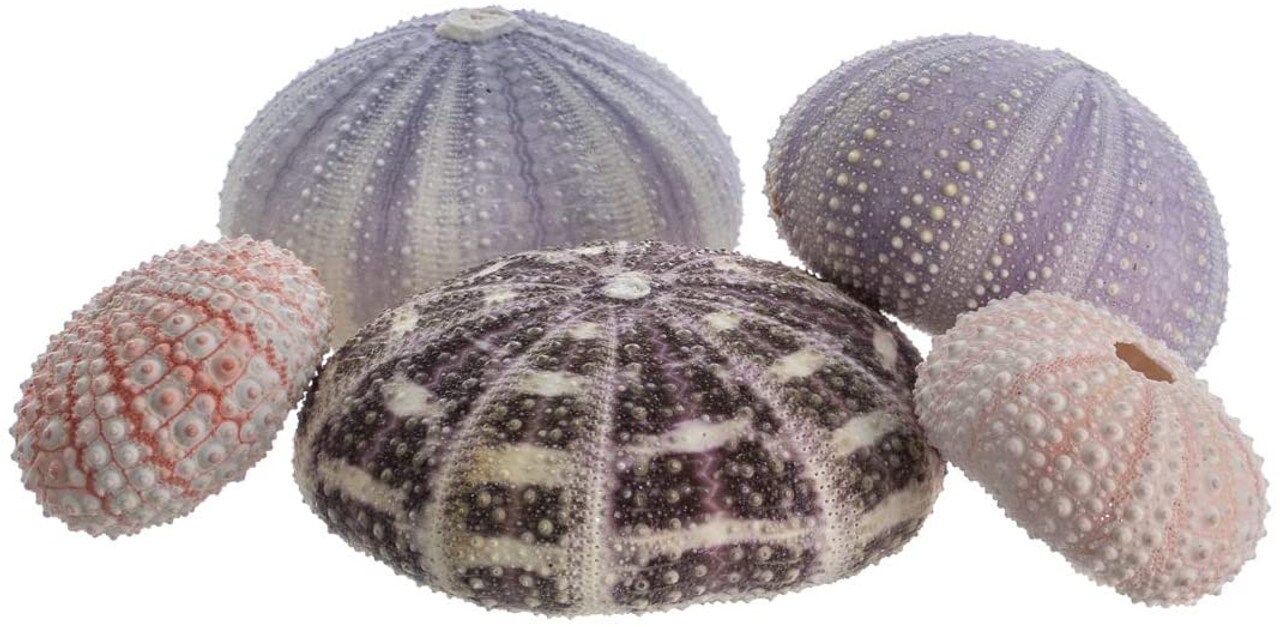 Sea Urchin Collection 5 Assorted Sea Urchins for Craft and Decor