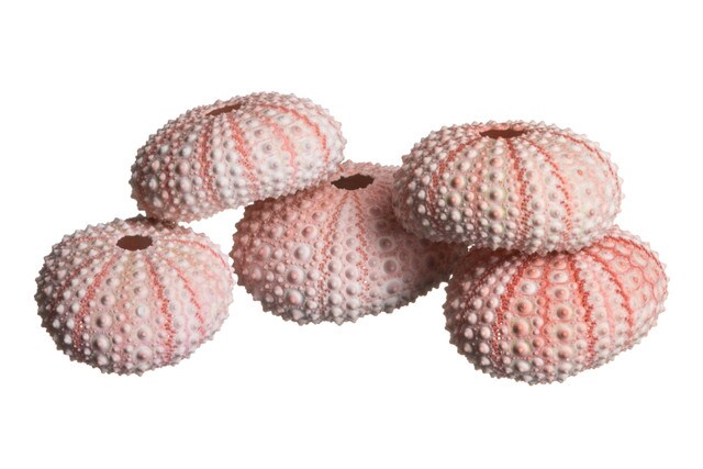 Sea Urchin 5 Pink Sea Urchin Shells 1"-2" for Crafts and Decor