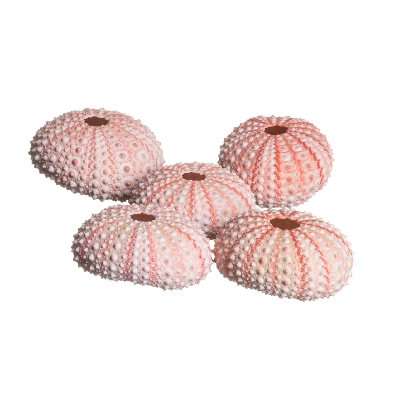 Sea Urchin 5 Pink Sea Urchin Shells 1&#x22;-2&#x22; for Crafts and Decor