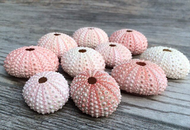 Sea Urchin 10 Pink Sea Urchin Shells 1&#x22;-2&#x22; for Crafts and Decor