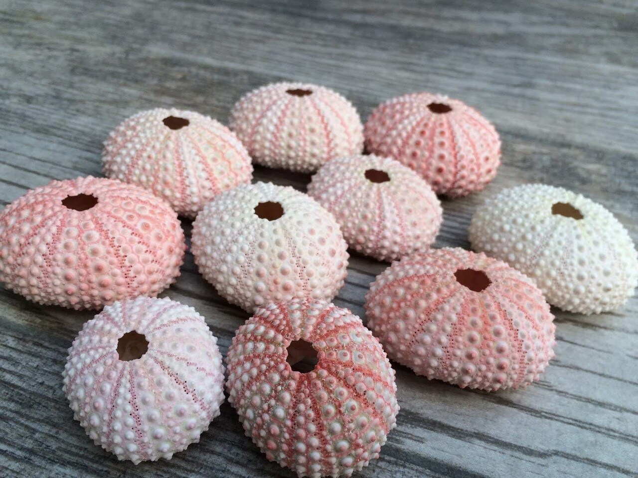 Sea Urchin 10 Pink Sea Urchin Shells 1&#x22;-2&#x22; for Crafts and Decor