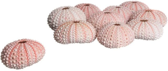 Sea Urchin 10 Pink Sea Urchin Shells 1&#x22;-2&#x22; for Crafts and Decor