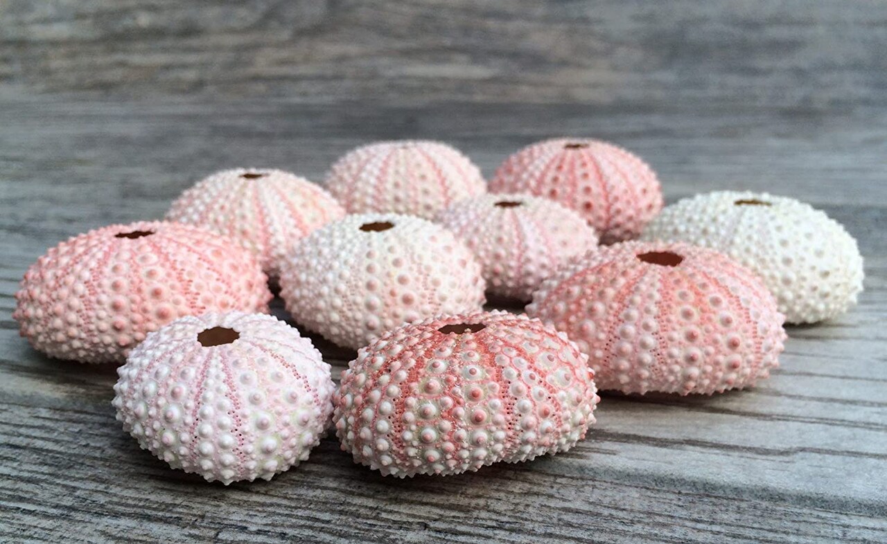 Sea Urchin 10 Pink Sea Urchin Shells 1&#x22;-2&#x22; for Crafts and Decor