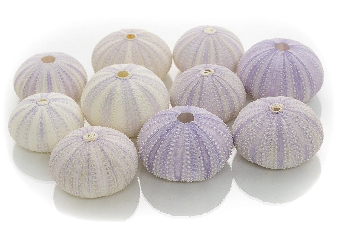 Sea Urchin 10 Purple Sea Urchin Shell 1.5"-2.5" for Craft and Decor