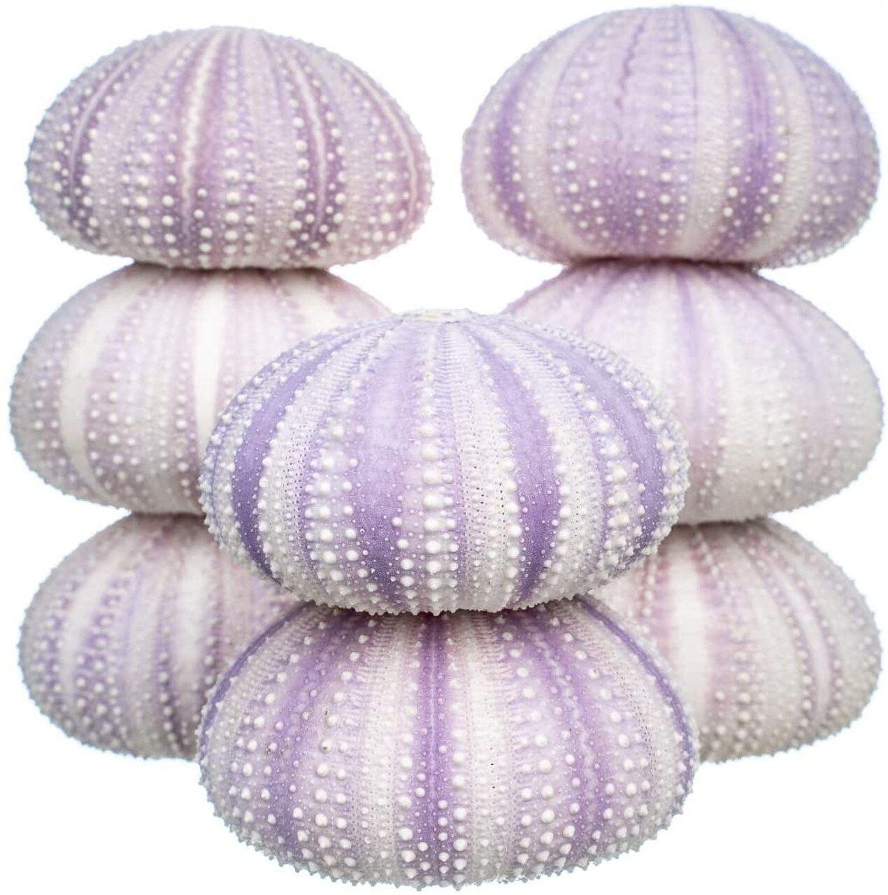 Sea Urchin 8 Purple Sea Urchin Shells 1.5&#x22;-2.5&#x22; for Craft and D&#xE9;cor