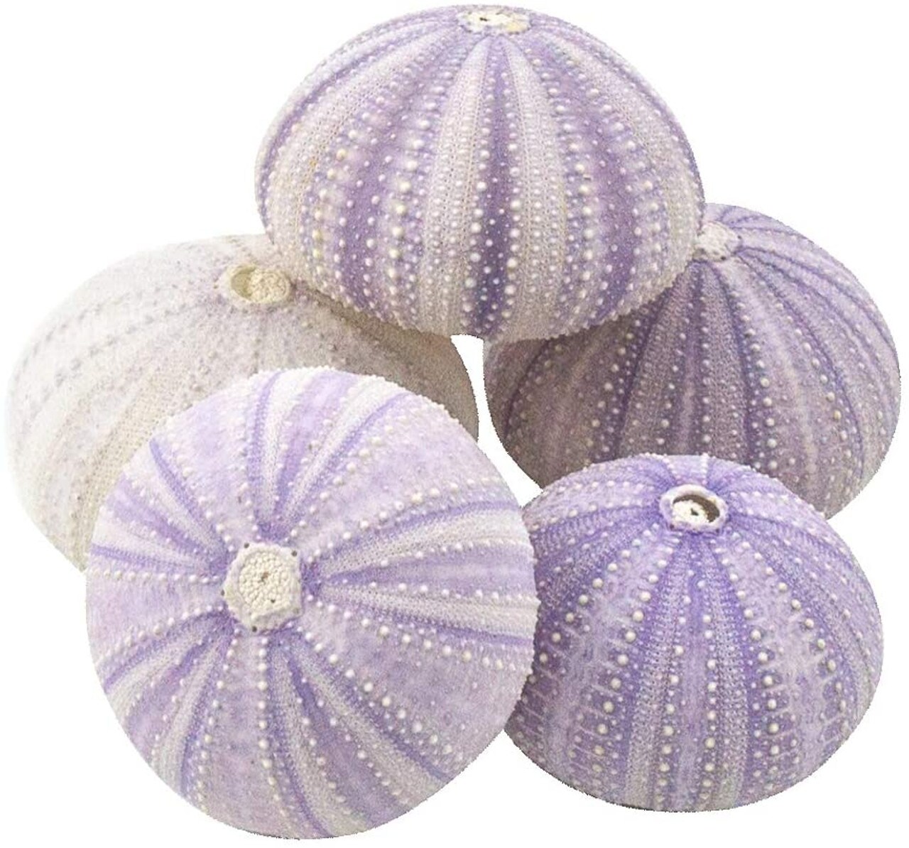 Sea Urchins 5 Purple Sea Urchin Shells 1.5"-2.5" for Crafts and Decor
