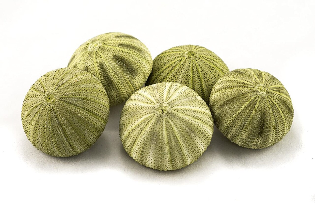 Sea Urchin 5 Green Sea Urchin Shells 1.5&#x22;-2.5&#x22; for Crafts and Decor