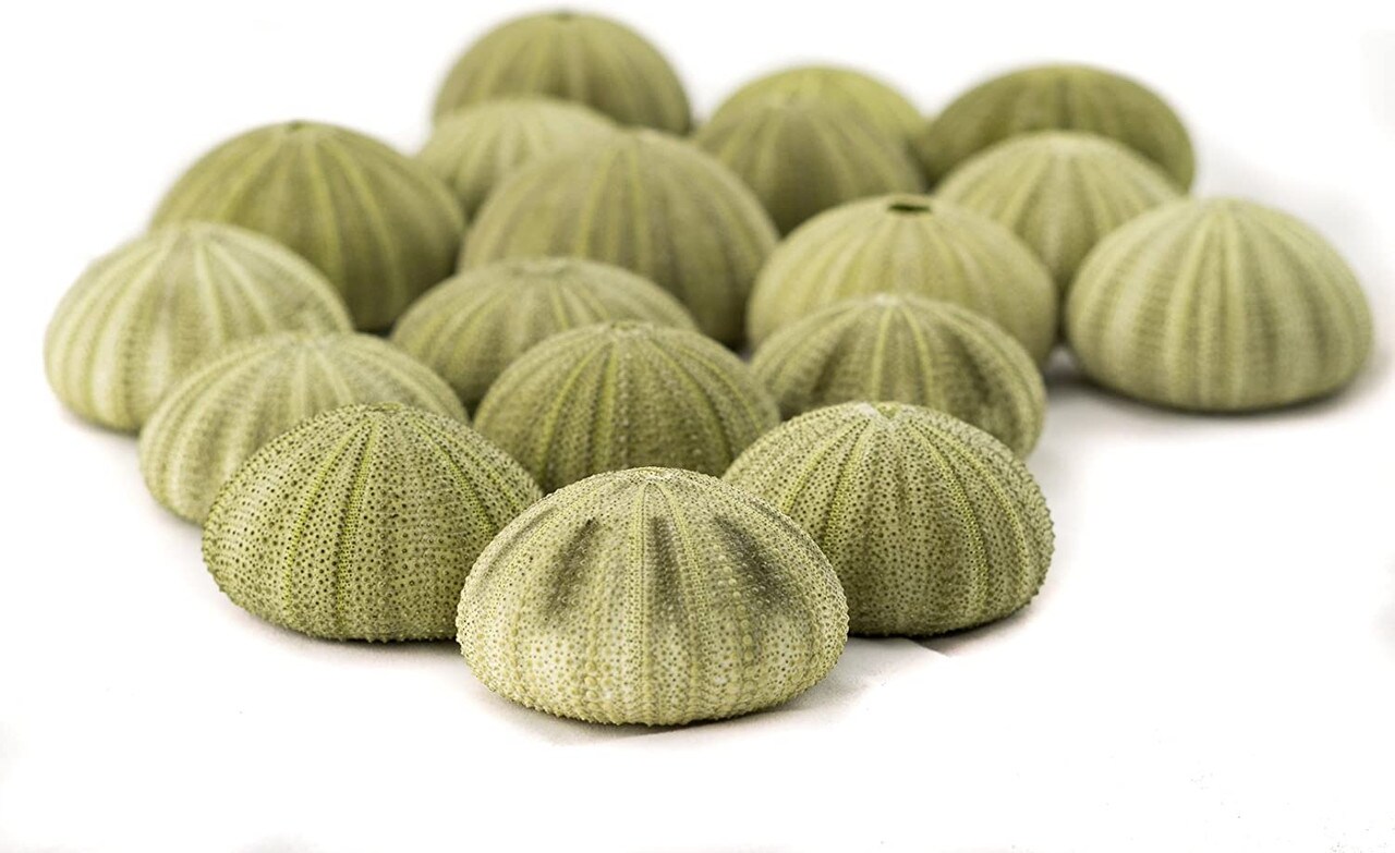 Sea Urchin 18 Green Sea Urchins 1.5-2.5&#x22; Green Sea Urchin Shells for Craft and D&#xE9;cor