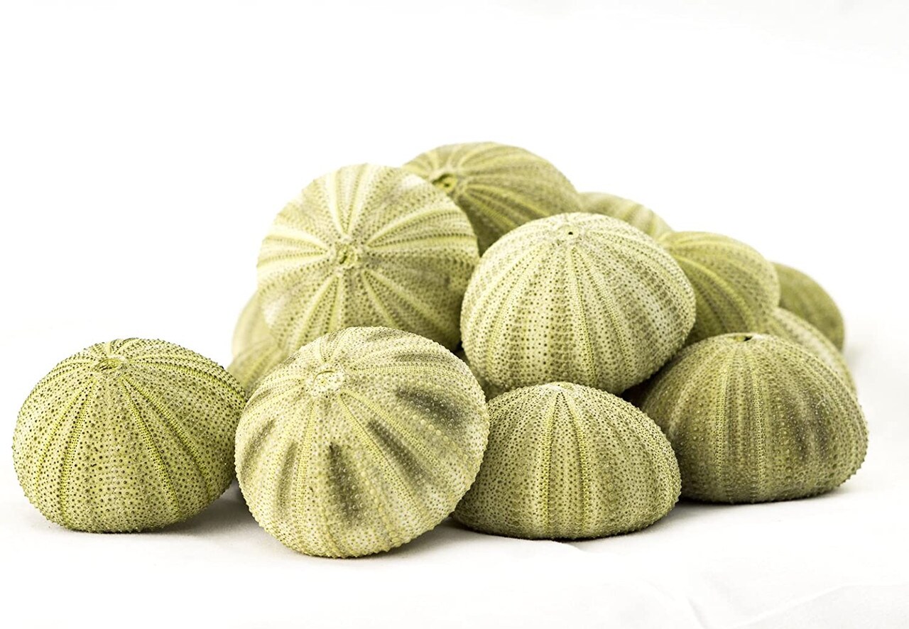 Sea Urchin 18 Green Sea Urchins 1.5-2.5&#x22; Green Sea Urchin Shells for Craft and D&#xE9;cor