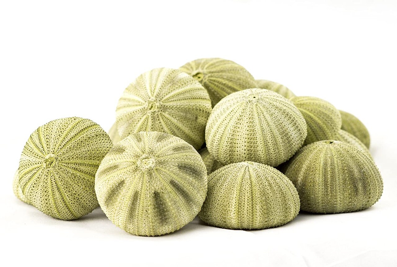 Sea Urchin 18 Green Sea Urchins 1.5-2.5&#x22; Green Sea Urchin Shells for Craft and D&#xE9;cor