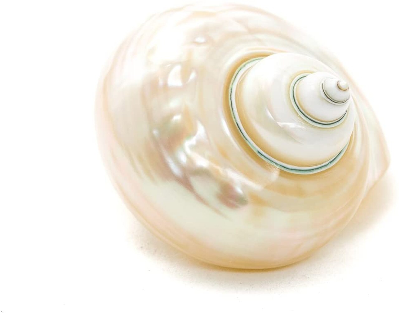 Hermit Crab Shells  3&#x22;-3.5&#x22; Turbo Shell 1 White Pearl Jade Green Shell