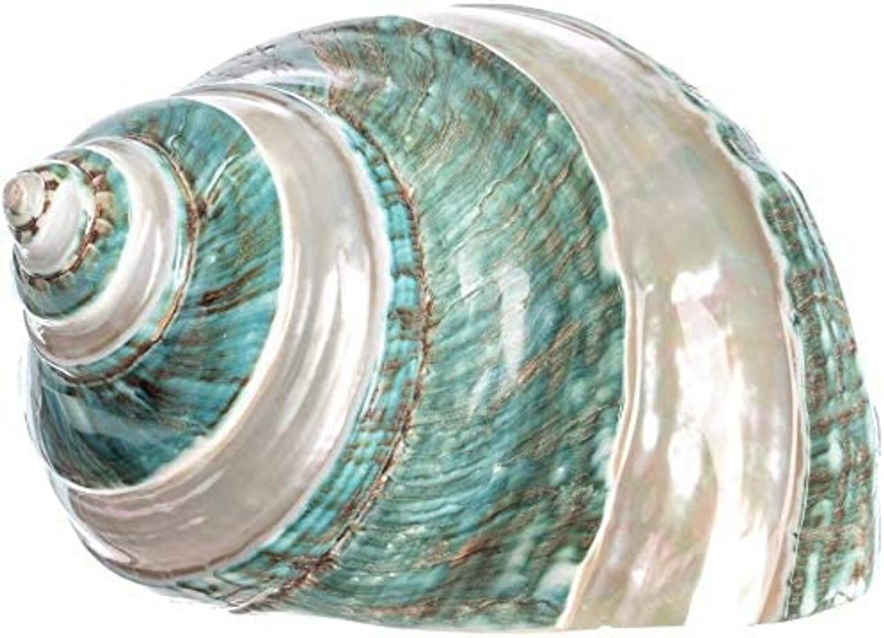 Hermit Crab Shells 3&#x22;-3.5&#x22; Turbo Shell 1 Jade Green Banded Shell