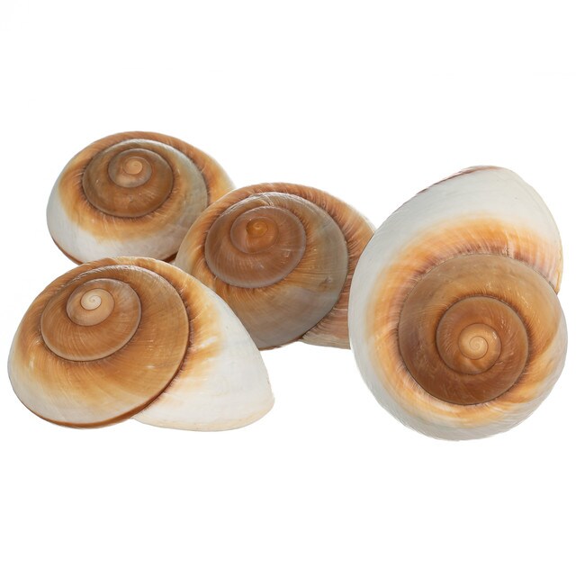 Hermit Crab Shells 3"- 4" Turbo Shells 4 Muffin Snail Shells