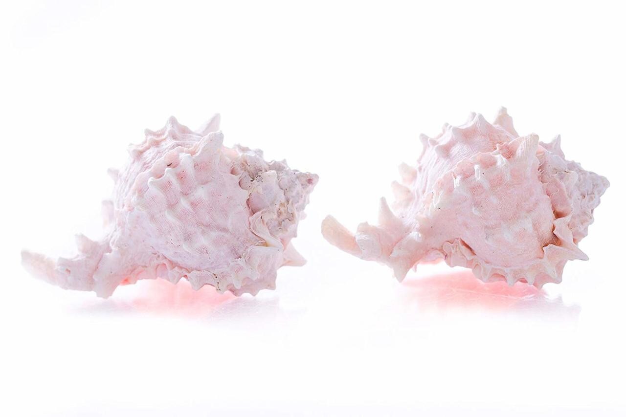 Hermit Crab Shells 3&#x22; -4&#x22; Turbo Shell 2 Pink Murex Shells