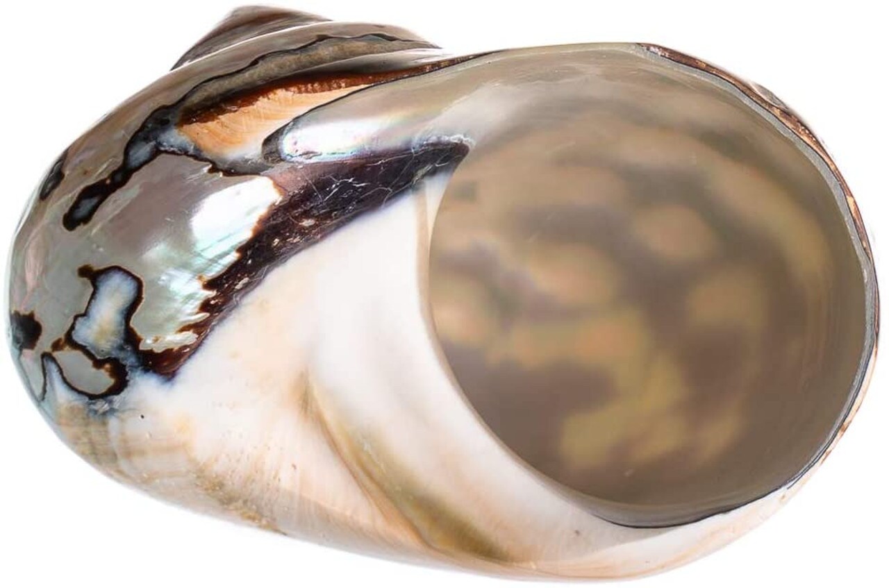 Hermit Crab Shell 3"-3 1/2" Turbo Shell 1 African Sarmaticus Shell