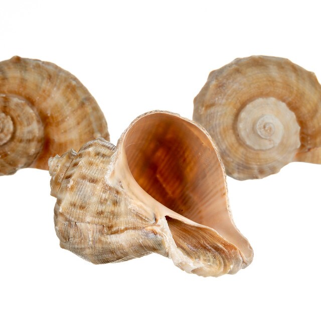 Hermit Crab Shells 2&#x22;- 3&#x22; Turbo Shells 3 Rapana Shells