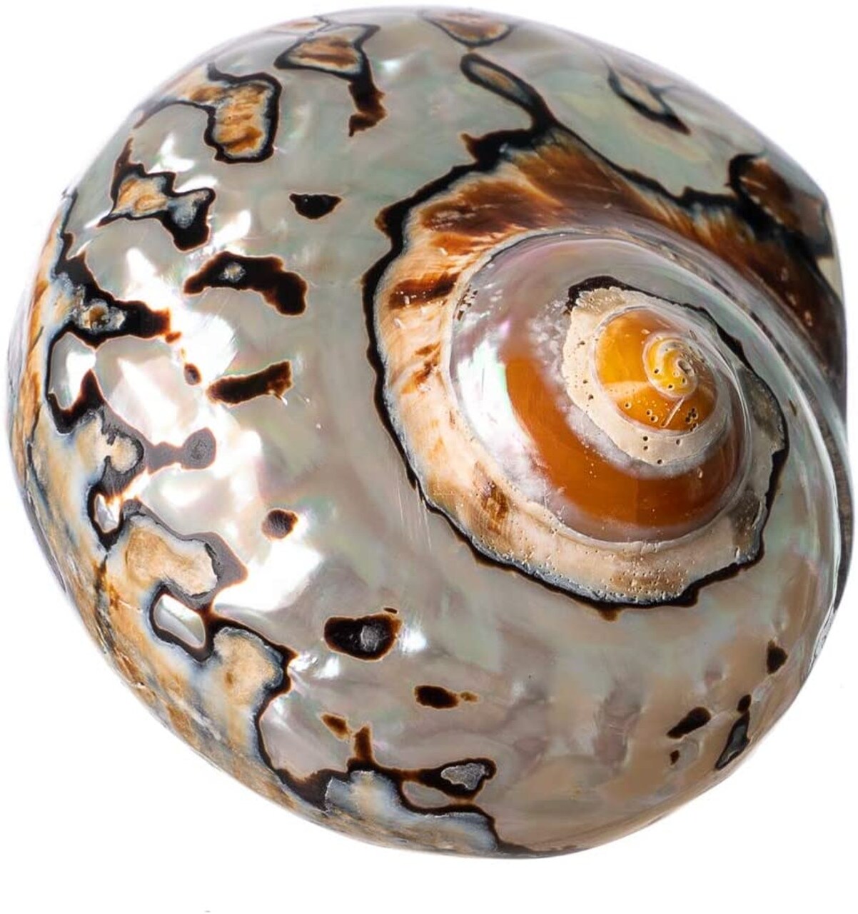 Hermit Crab Shell 3"-3 1/2" Turbo Shell 1 African Sarmaticus Shell