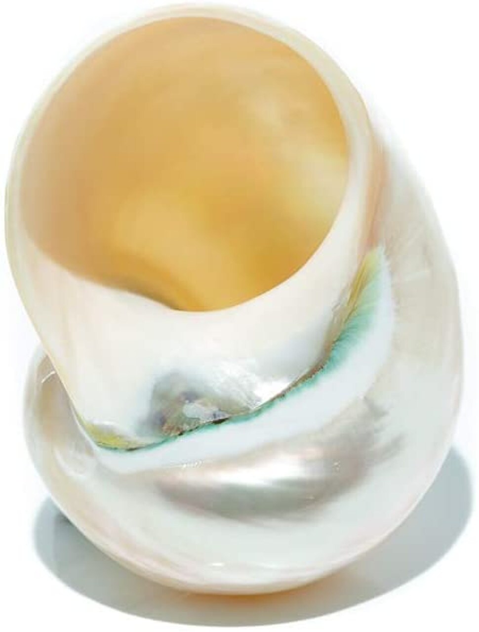 Hermit Crab Shells  3&#x22;-3.5&#x22; Turbo Shell 1 White Pearl Jade Green Shell