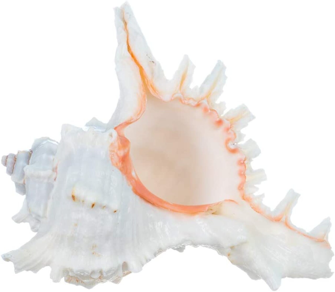 Murex Ramosus Shell 7&#x22;  Garden Quality Imperfect Murex Seashell for Display