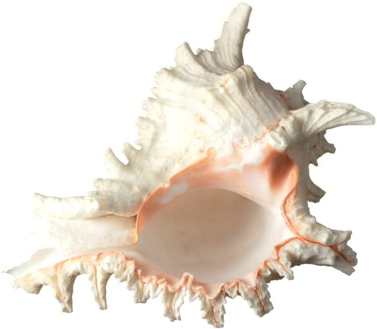 Murex Ramosus Shell 6-7 inches Real Murex Sea Shell Large Large Shell Decor Seashell Display for Table