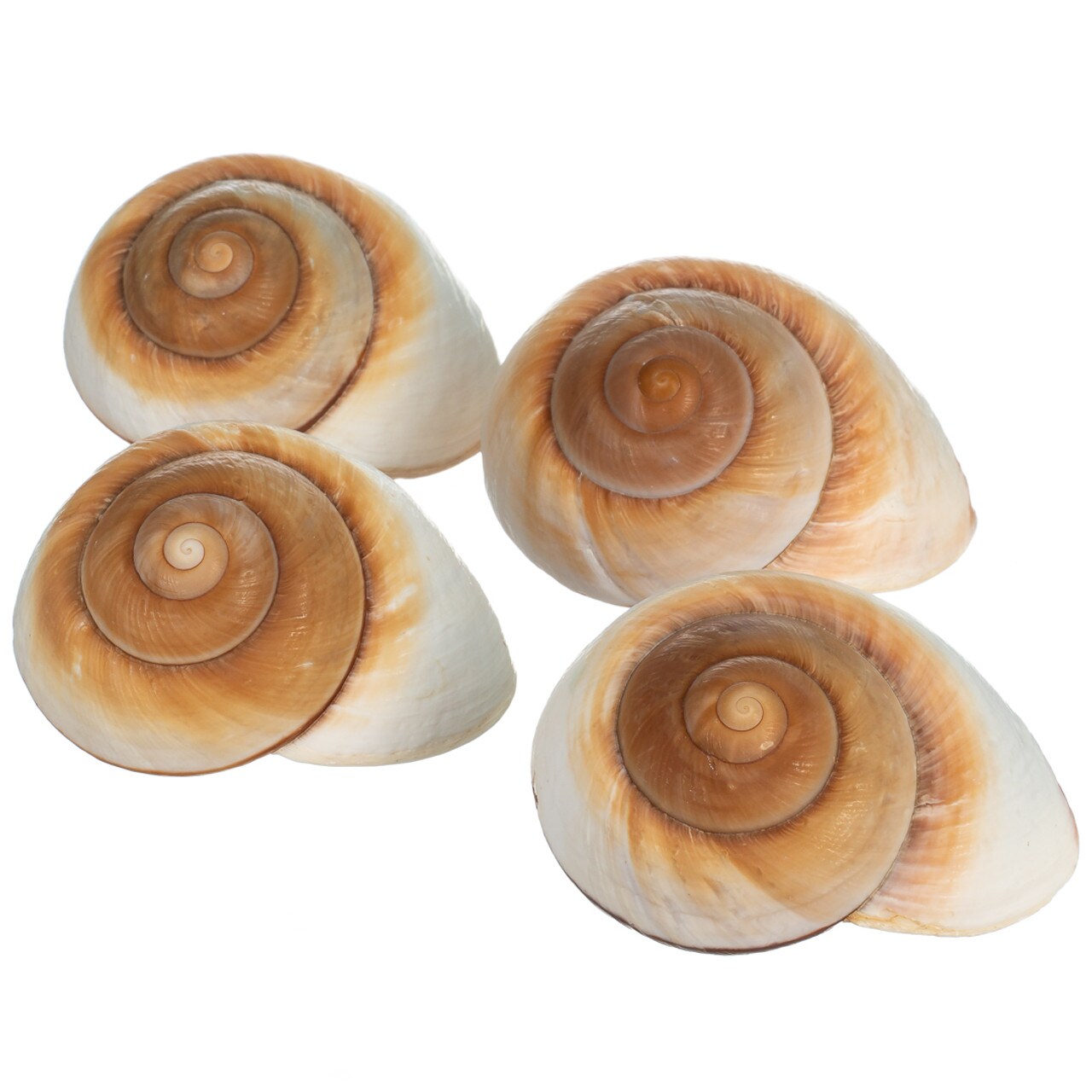 Hermit Crab Shells 3"- 4" Turbo Shells 4 Muffin Snail Shells