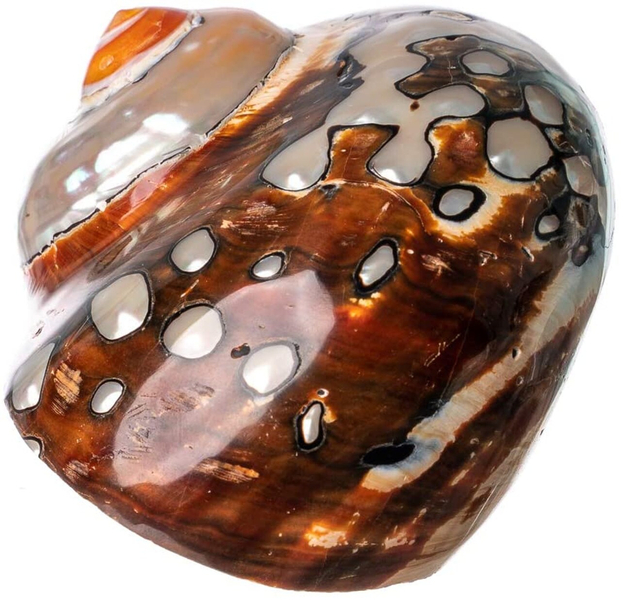 Hermit Crab Shell 3"-3 1/2" Turbo Shell 1 African Sarmaticus Shell