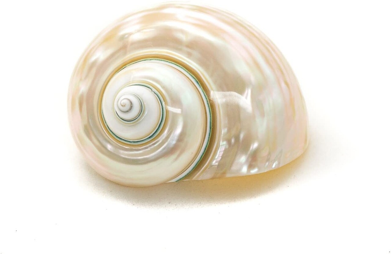 Hermit Crab Shells  3&#x22;-3.5&#x22; Turbo Shell 1 White Pearl Jade Green Shell