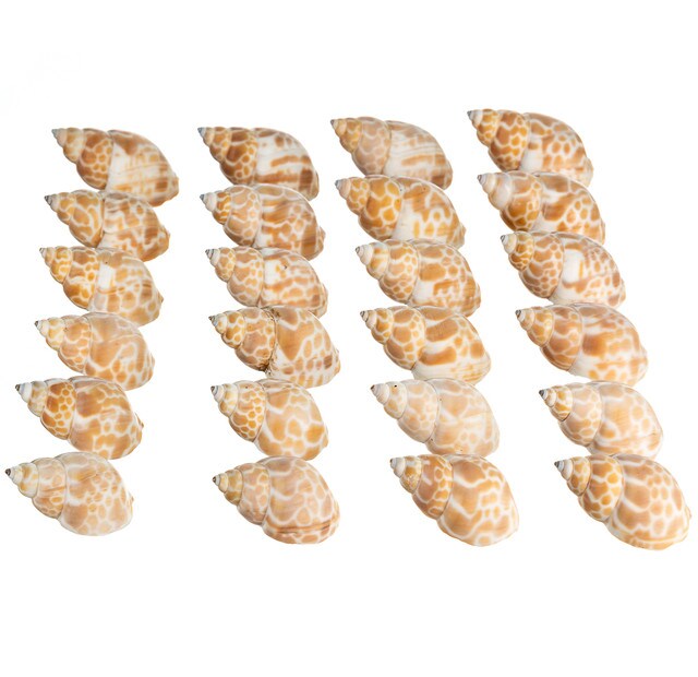 Hermit Crab Shells 1 1/2"- 2 1/4" Turbo Shells 24 Pack Babylonia Spirata Shells