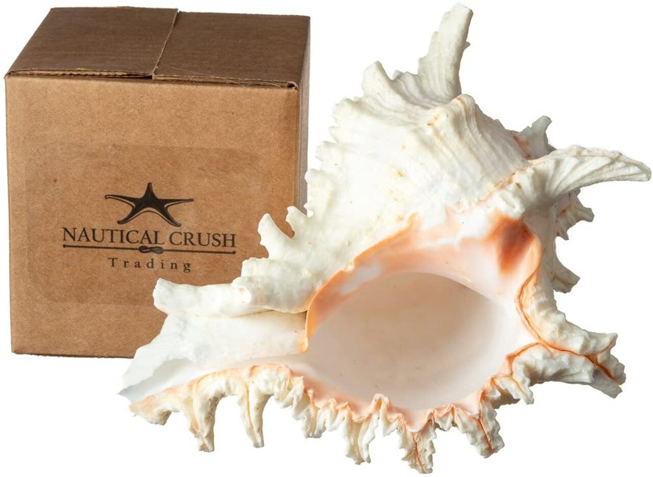 Murex Ramosus Shell 6-7 inches Real Murex Sea Shell Large Large Shell Decor Seashell Display for Table