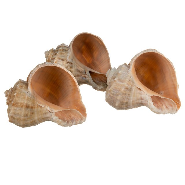Hermit Crab Shells 2&#x22;- 3&#x22; Turbo Shells 3 Rapana Shells