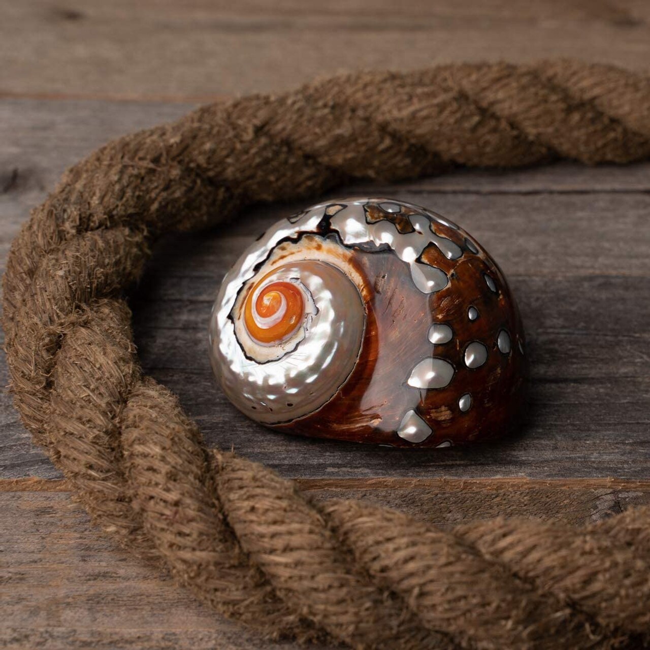 Hermit Crab Shell 3"-3 1/2" Turbo Shell 1 African Sarmaticus Shell