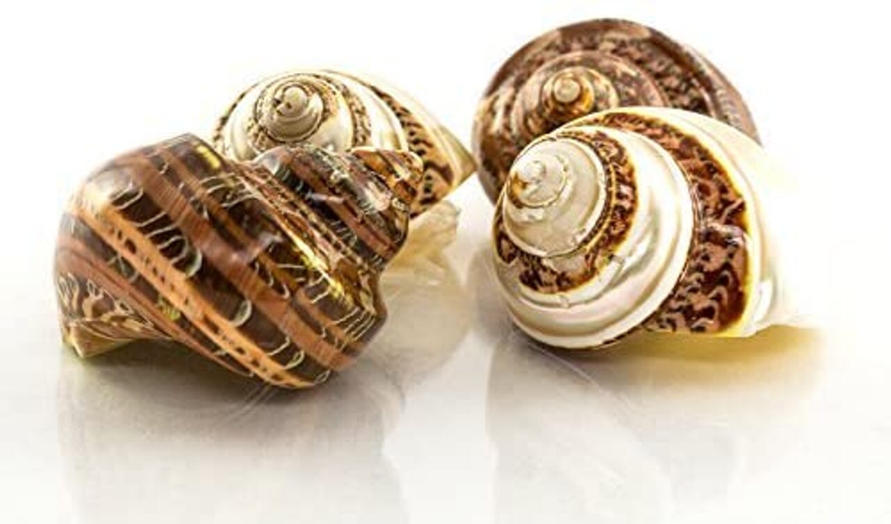 Hermit Crab Shells Flawed 2&#x22;-2.5&#x22; Turbo Shell 4 Pack- 2 Brown 2 Banded Imperfect Shells