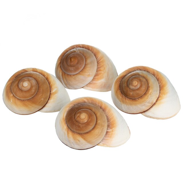 Hermit Crab Shells 3"- 4" Turbo Shells 4 Muffin Snail Shells