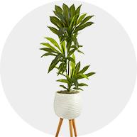 Trees & Floor Plants