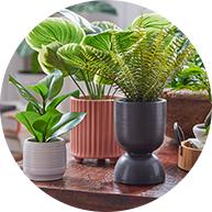 Potted Plants