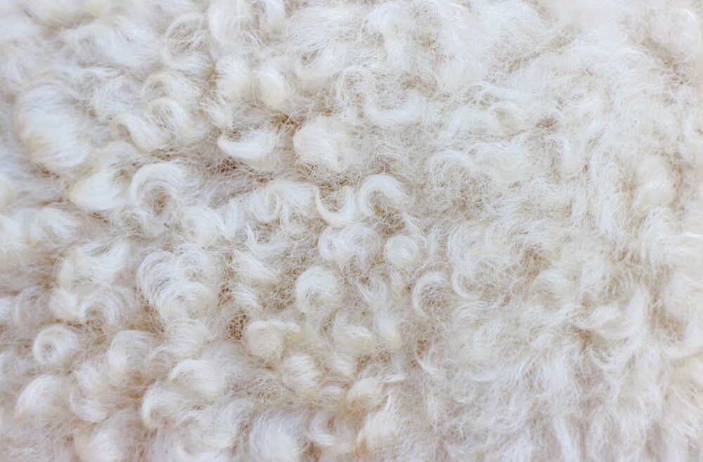 Wool fibers