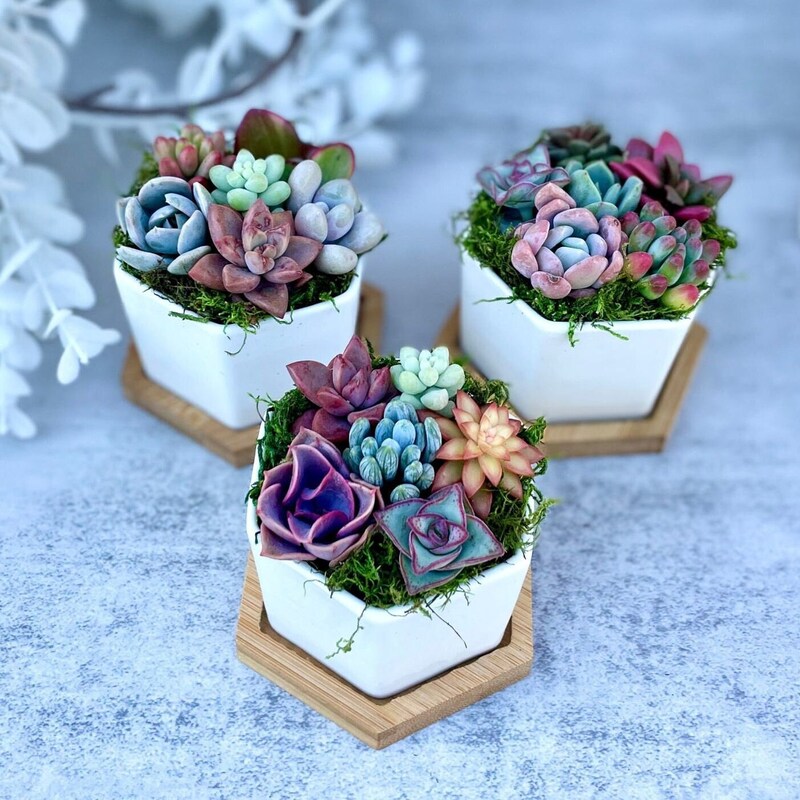 succulents